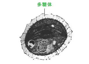 チクゴ株