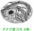 チクゴ株(CK-5株)