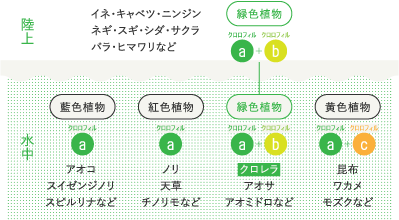 緑色植物の原点