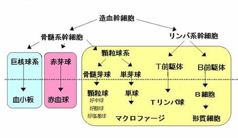 血液細胞について クロレラ工業株式会社