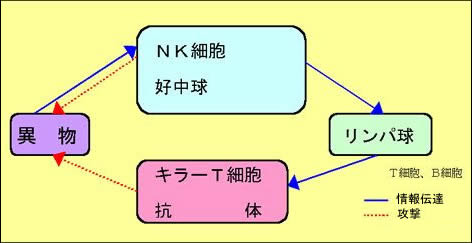 免疫のしくみ