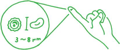 How large is chlorella?3~8μm