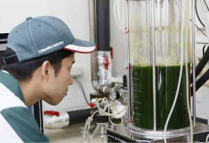 Unique Chlorella “Chikugo strain”