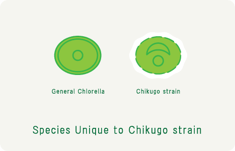 Unique to Chikugo strain