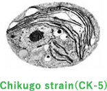 Chikugo strain(CK-5)