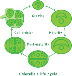 What is Chlorella?