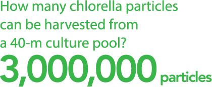 How many chlorella particles can be harvested from a 40-m culture pool?3,000,000 particles