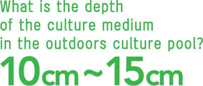 What is the depth of the culture medium in the outdoors culture pool?10cm~15cm