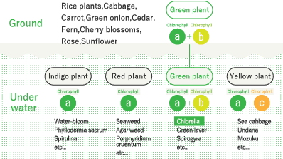 Origin of green plant