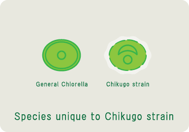 Unique to Chikugo strain